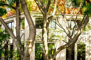 Le droit des arbres